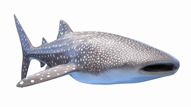 3D Marine Collection https://p.turbosquid.com/ts-thumb/Bz/o6dex1/5i/whale_shark0000/jpg/1721544133/1920x1080/fit_q87/d8a378a6855e69b4630e21640aa254f0372ed699/whale_shark0000.jpg