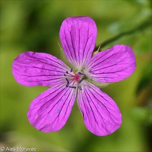 Geranium palustre – kakost bahenní • Pladias: Databáze české flóry a vegetace