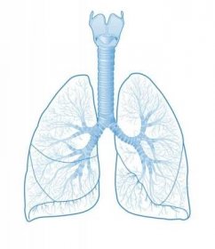 Obraz Human lungs anatomy, medically illustration