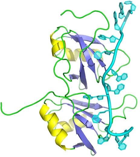 Soubor:RNA recognition motif in TDP-43 (4BS2).png – Wikipedie