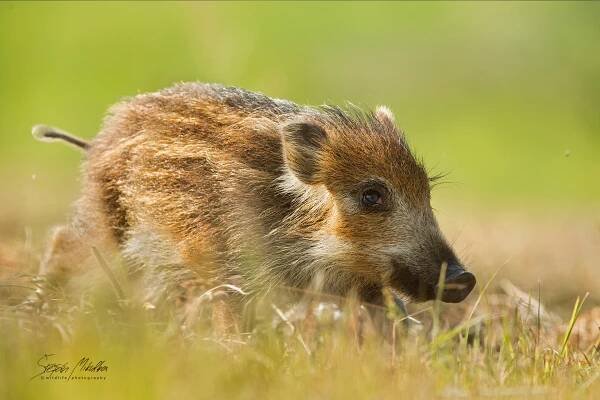 Sudokopytníci prasatovití | Štěpán Mikulka | Wildlife fotograf