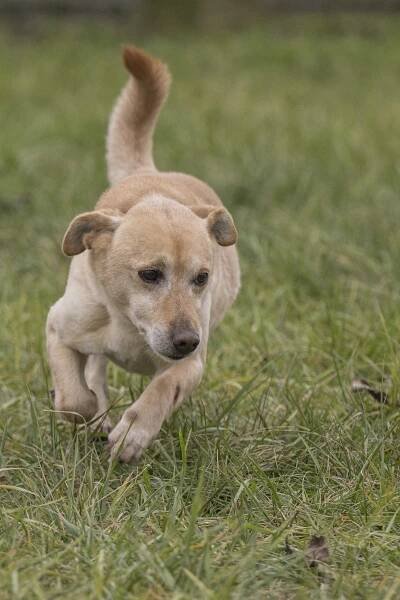 MILO, amore di cane. Adottato! | Rescue Bau Odv
