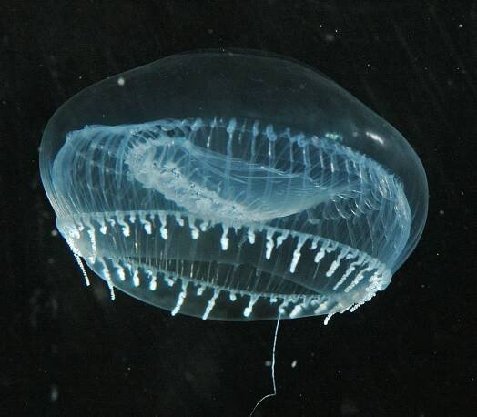 Soubor:Aequorea2.jpeg – Wikipedie