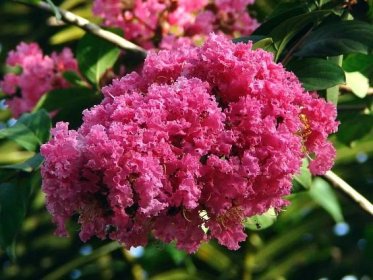 1024px Red Myrtle (Lagerstroemia indica)
