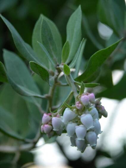 Hairy Manzanita (Arctostaphylos columbiana), Pacific northwest native shrub
