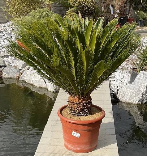 Okrasná exotika | Cycas revoluta cca 85 cm | Exotická zahrada Přibice