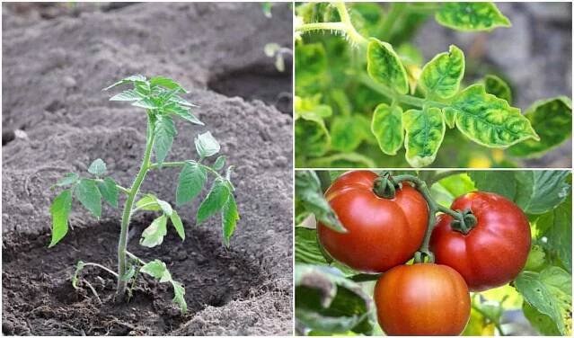 4 Things Epsom Salt Does For Tomato Plants (& 4 Things It Won't Do!) - Tomato Bible