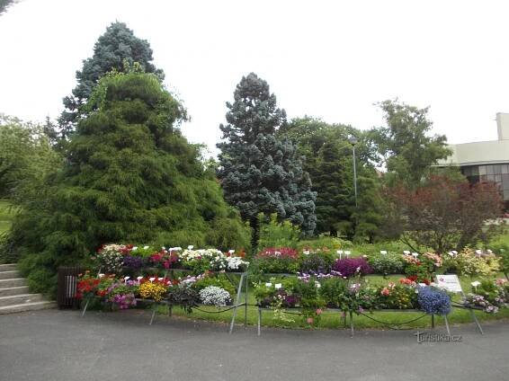 Nový Dvůr - Arboretum - Arboretum