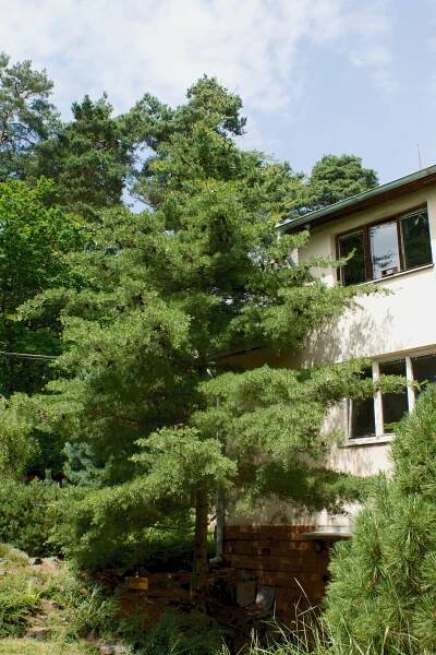Obrázek - Pinus parviflora (borovice drobnokvětá) | BioLib.cz