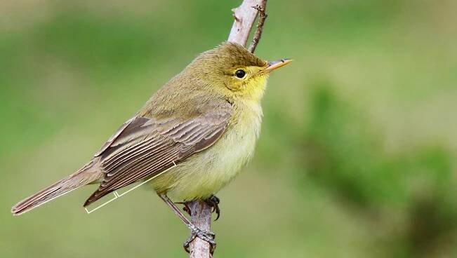 Letem světem: Jižní Francie, kraj tisíce tváří - AVIFAUNA - Český online magazín o ptácích