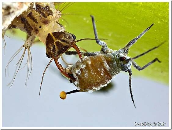 Zlatoočko Chrysotropia ciliata