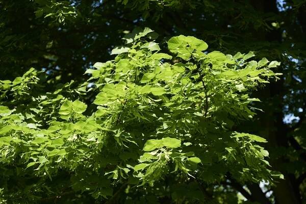 Green foliage of the European linden tree