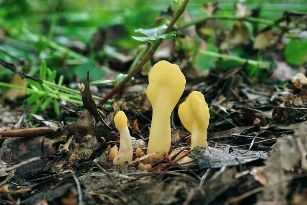 Spathularia flavida
