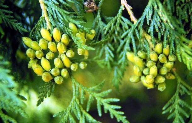 THUYA OCCIDENTALIS (Zerav západní)