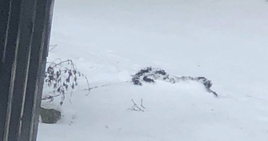Na zahradě domu v Adolfovicích zřejmě umrzl pejsek: Uvázaný na řetězu nepřežil krutou zimu!