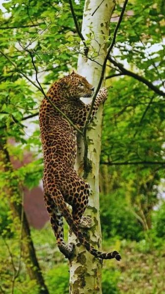 Spotting the Sri Lankan Leopard: 7 best national parks to spot the elusive big cat