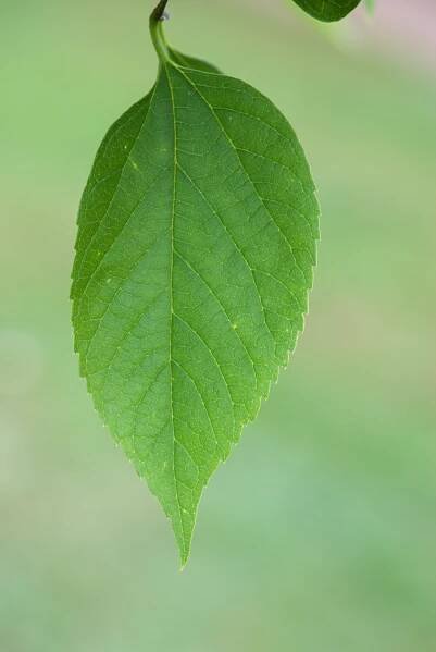 Břestovec západní (Celtis occidentalis)