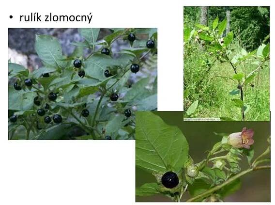 PPT - čeleď BOBOVITÉ složené listy, úponky souměrné květy (pavéza ...