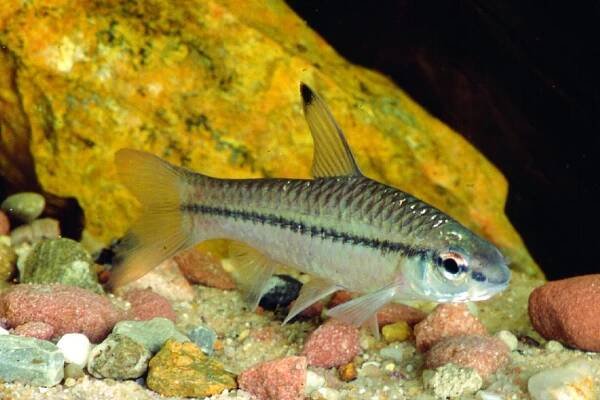 Parmička jednopruhá - Barbus holotaenia - OFRII.com - Akvaristika