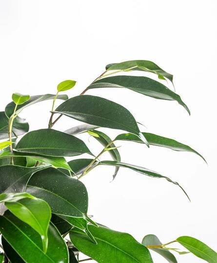 Fíkus, Ficus benjamina Danielle, zelený, průměr květináče 14 cm-20859
