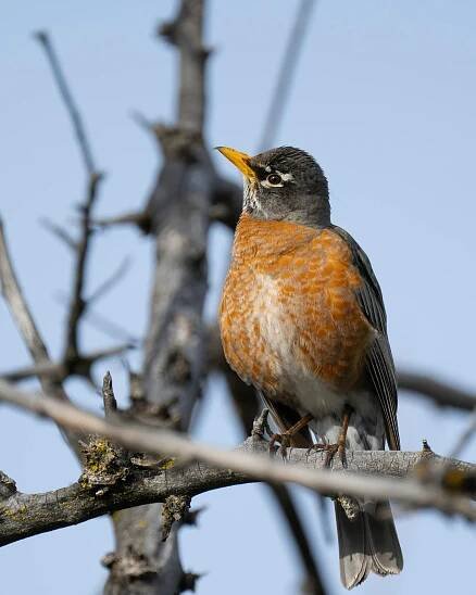 bezplatná Detailní záběr na amerického Robina (Turdus migratorius) sedícího na holé větvi stromu v East Wenatchee, Washington. Základová fotografie