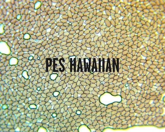 PES Hawaiian Spore Solution