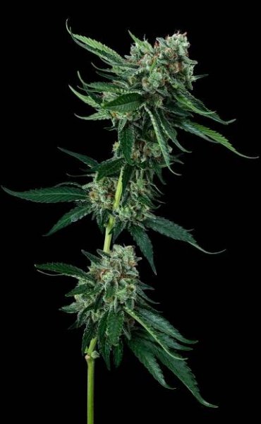 Karoo Bioscience