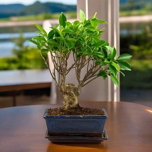 Drzewko bonsai - MikroKlimat