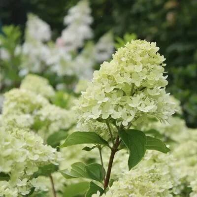 Obrázek produktu pro 2 x Hortenzie - Hydrangea paniculata 'Little Lime' - 40-50 cm v kontejneru