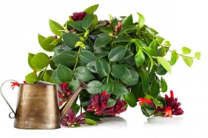 Be careful not to overwater lipstick plant.