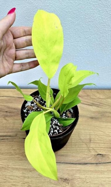 Philodendron Malay Gold