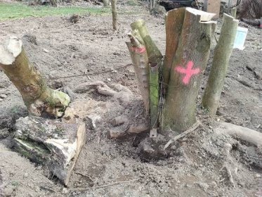 Zachovat nebo odstranit aneb Jak přistupovat ke stávajícím dřevinám na pozemku