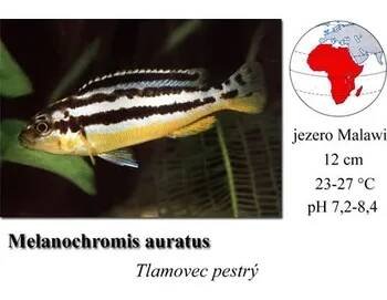 Tlamovec pestrý /Melanochromis auratus