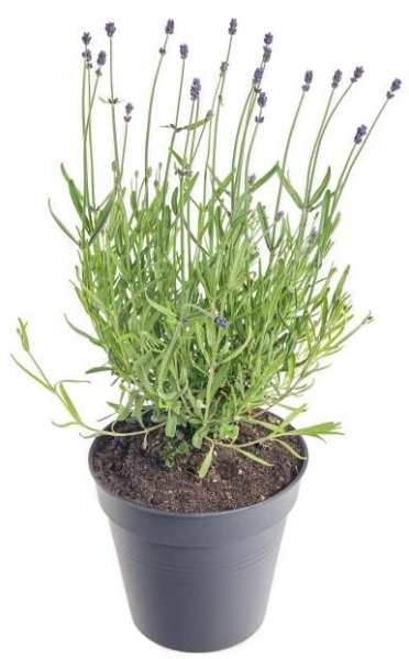 Levandule lekařská, Lavandula Felice, modrá, skladem | ZAZUMi.cz