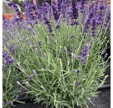 Lavandula angustifolia ´Impressa® ´/ Levandule úzkolistá, K9