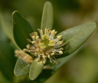 Flor de boj o Buxus sempervirens