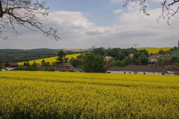 Soubor:Hřešihlavy 2017-05-21 05.jpg