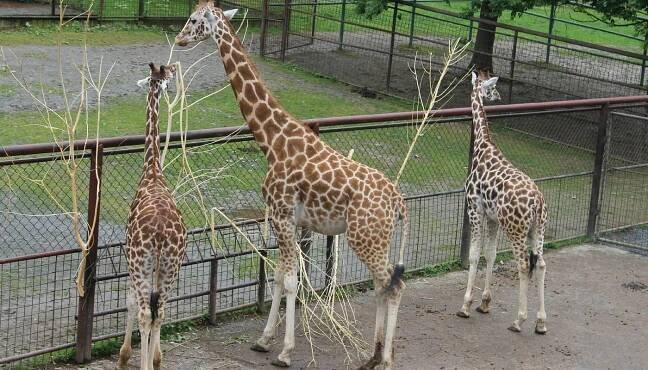 Zoo Olomouc (2025) - All You Need to Know BEFORE You Go (with Reviews)