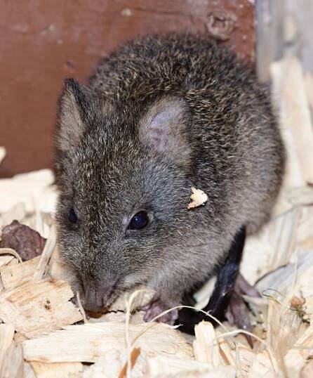 Prapředci klokanů vyvedli v olomoucké zoo mládě