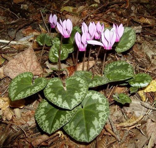 Cyclamen purpurascens (brambořík nachový) | BioLib.cz