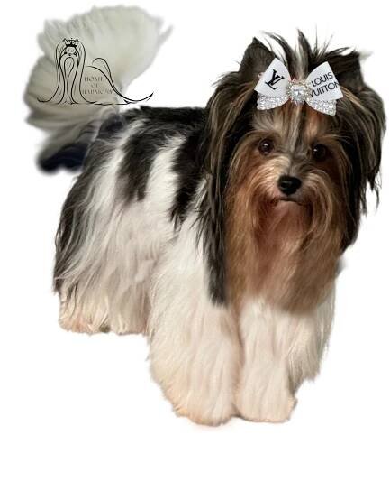 Biewer Yorkshire Terrier Dore-Mia - Home of Harmony Zucht für Biewer-, Biro-, Golddust-, Yorkshire Terrier