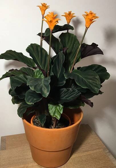 Kalatea šafránová (Calathea crocata) Tassmania