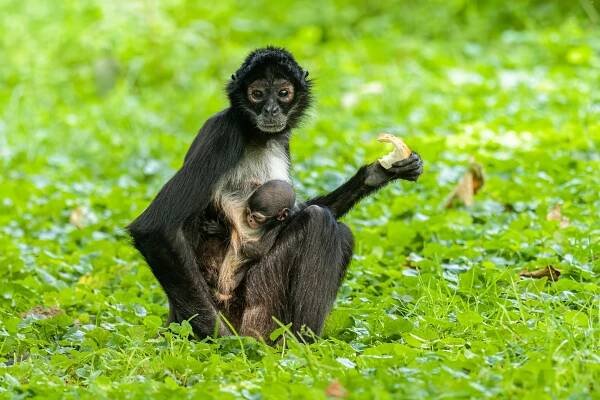 Úspěch pražské zoo. Narodilo se tam mládě ohroženého druhu opic