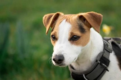 Myths about Jack Russell terriers debunked