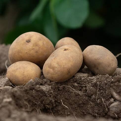 Casablanca Seed Potatoes