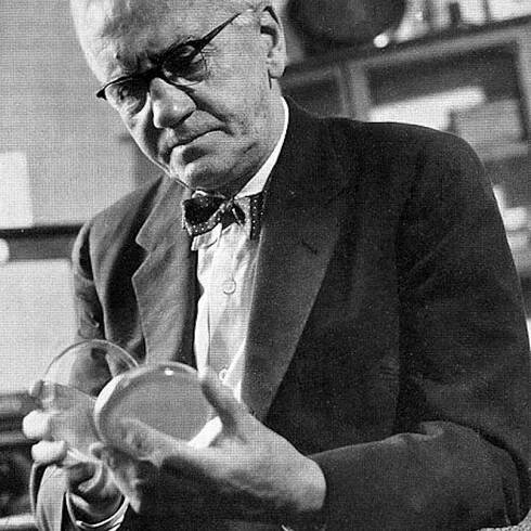 Alexander Fleming byl plísněmi posedlý, zkoumal svůj hlen i shnilé boty. Penicilinová plíseň se k němu dostala otevřeným