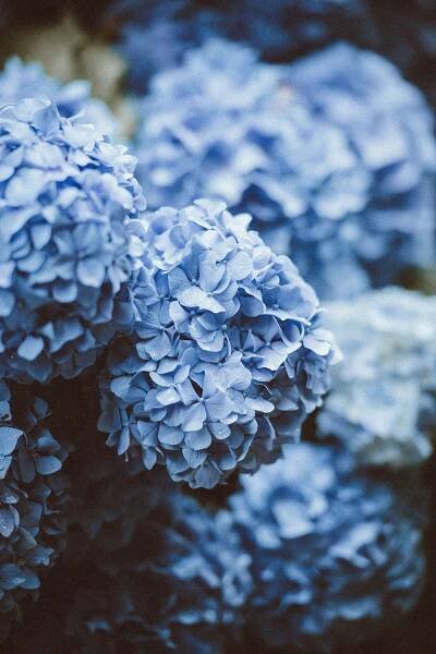 Blue flowers | Blue flower wallpaper, Hydrangea picture, Blue hydrangea