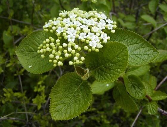 Viburnum lantana (kalina tušalaj) | BioLib.cz