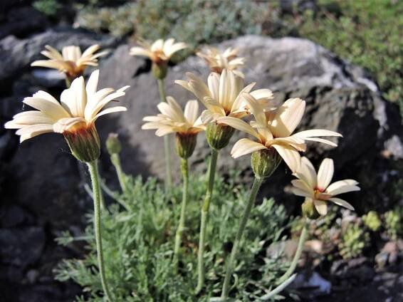 Rhodanthemum hosmariense"Sunshine Peach"