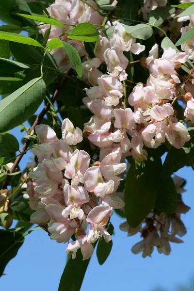 Robinia ambigua 'Decaisneana' | trnovník akát 'Semperflorens' - Van den Berk školky